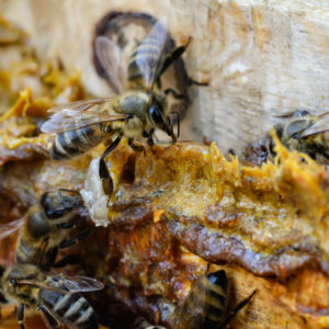 Il regno segreto delle api e i loro doni
